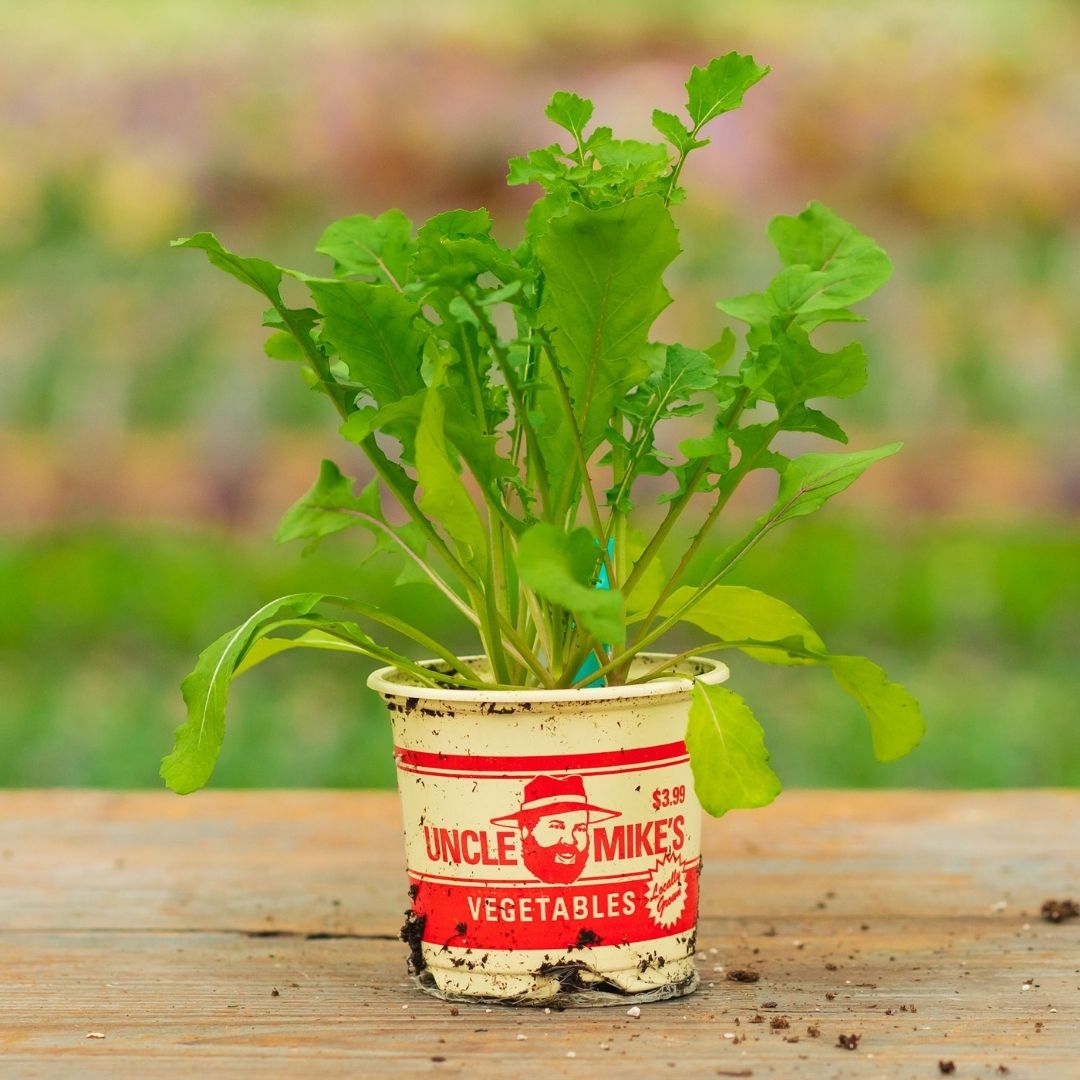 Arugula – Roquette – 4″ Pot